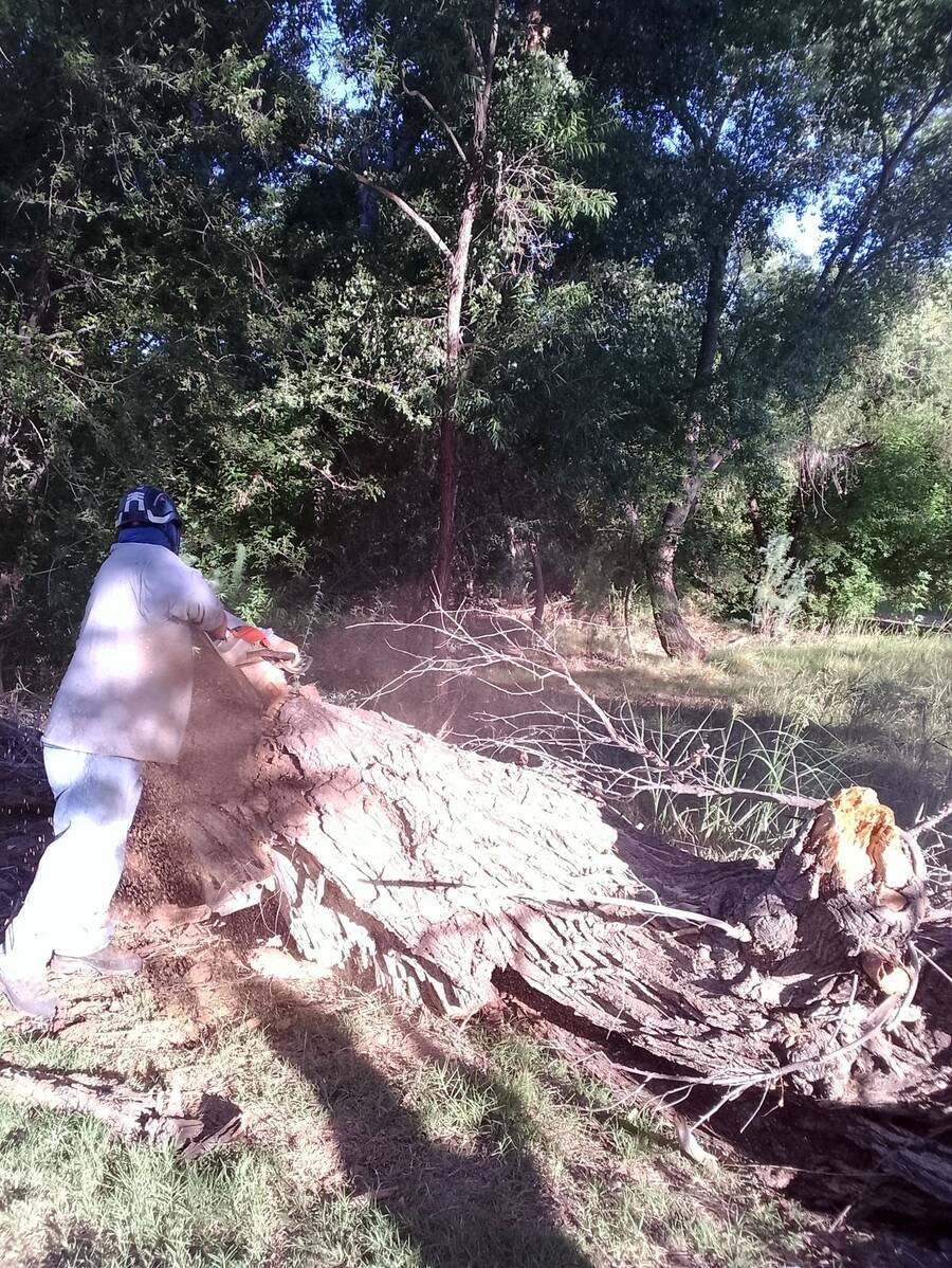 Brush and dead growth being cleared from a property