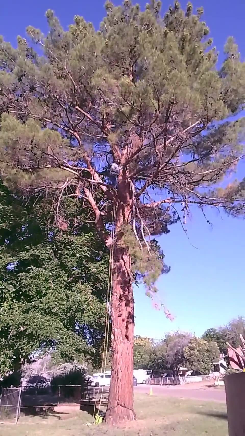 Climbing a tall pine