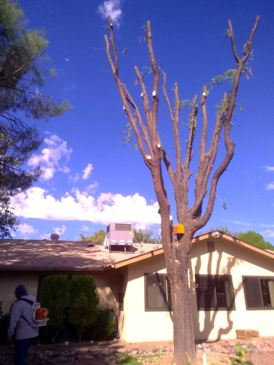 Cut back hard from the roofline