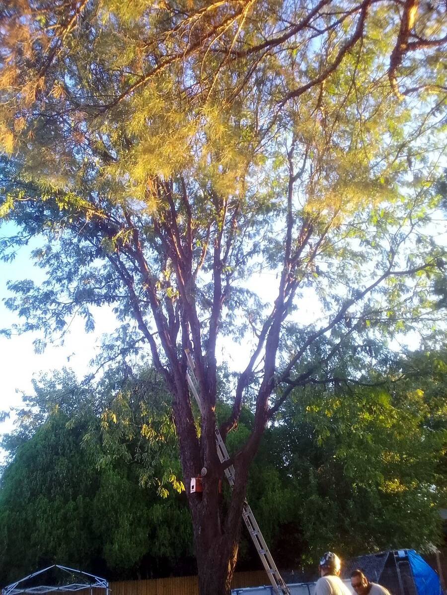 Big shade tree, before pruning