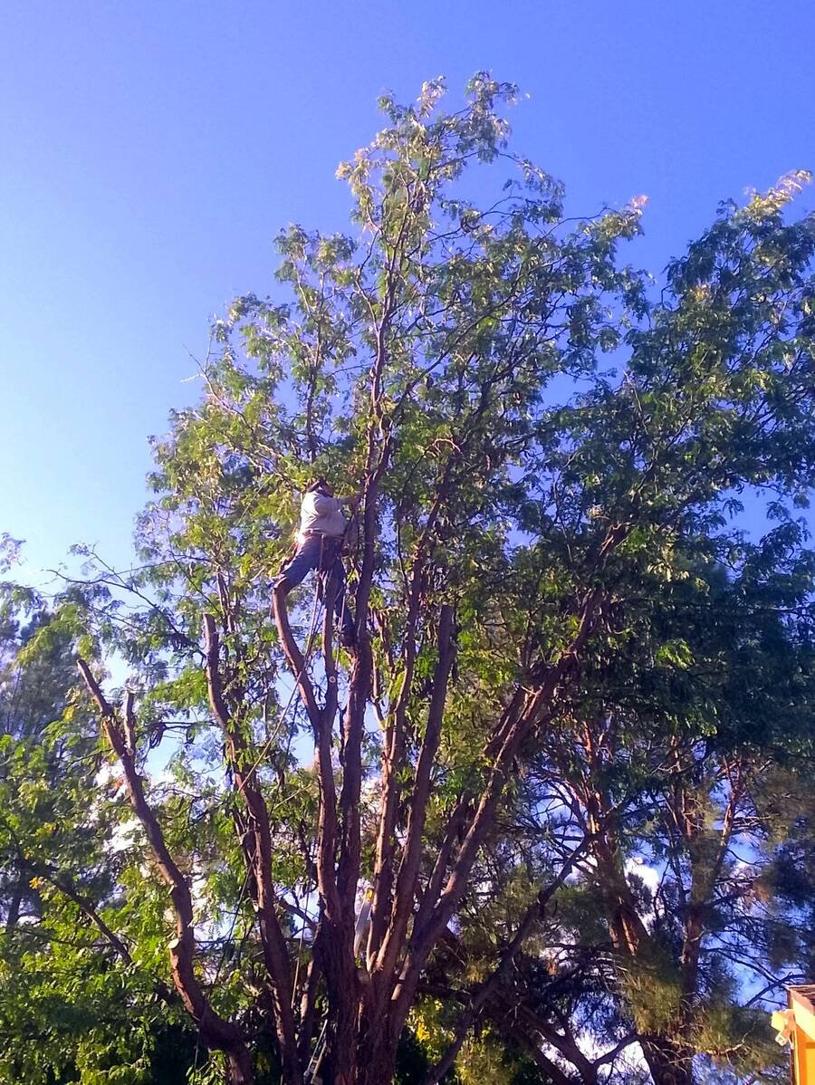 Climber pruning the crown of a large shade tree