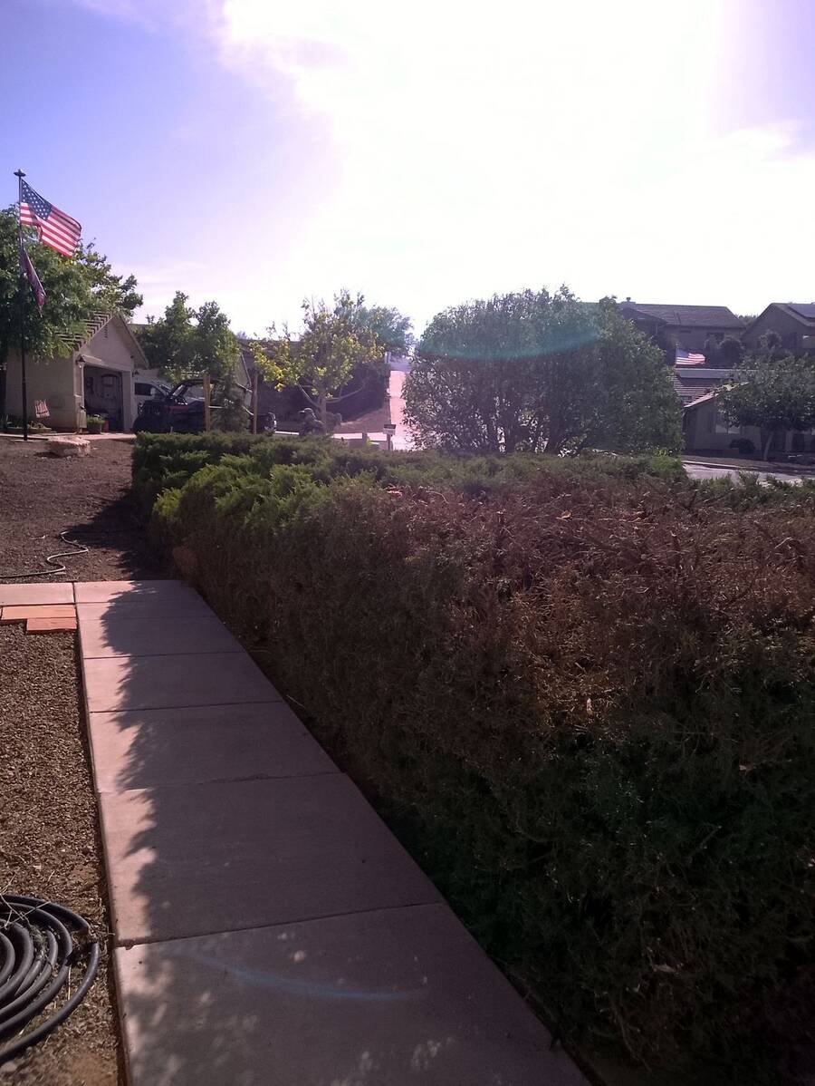 Hedge trimmed square along a sidewalk