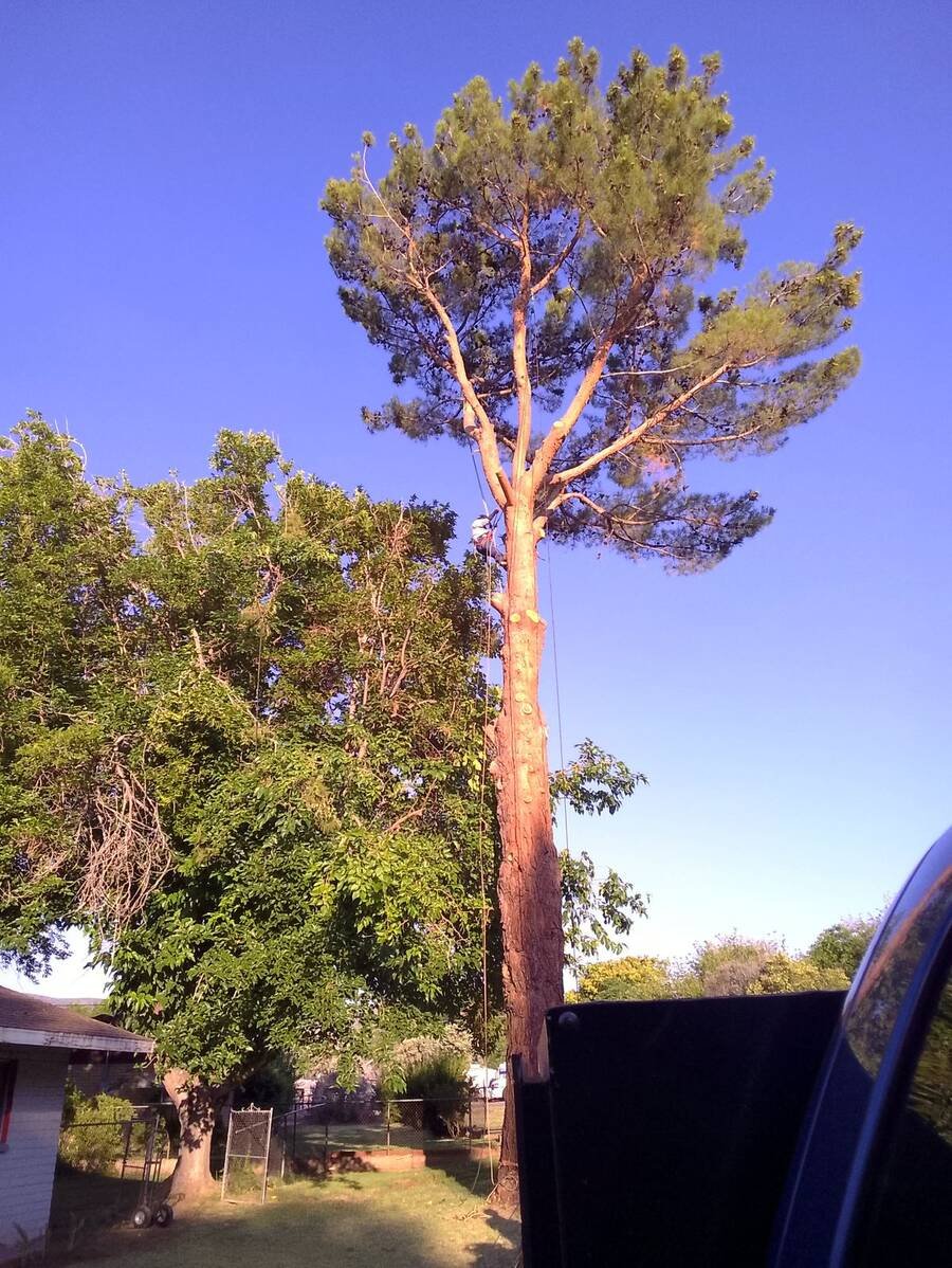 Tall pine in a back yard before removal
