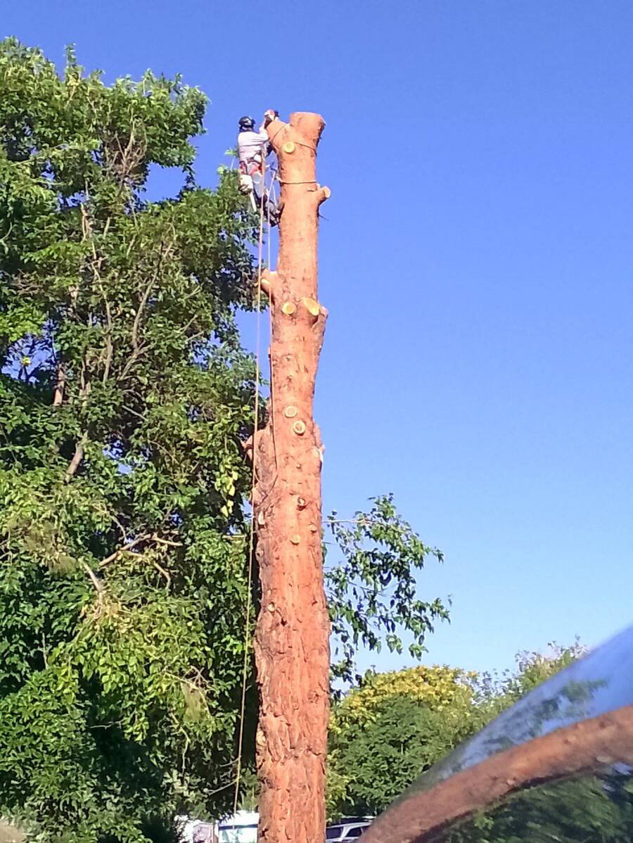 The same pine stripped of limbs, with a climber taking the trunk down in sections