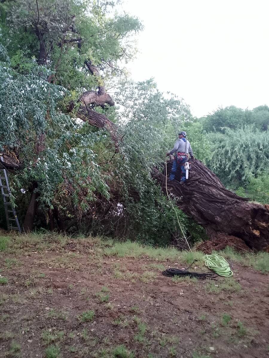 Climber working in a large split willow
